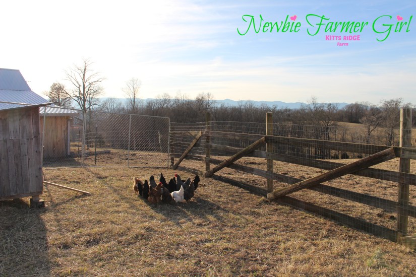 chickens in their new run