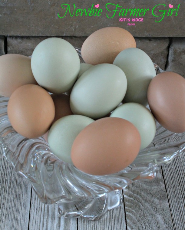 Blue and Brown Eggs.jpg