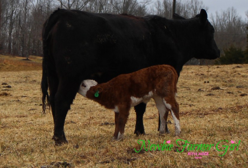 Calf and momma reunite and nurse