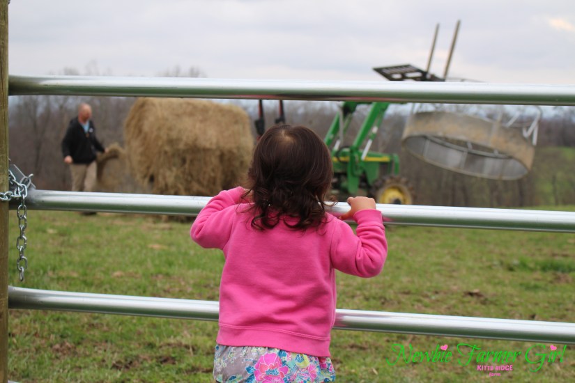 Kensi watching daddy with hay