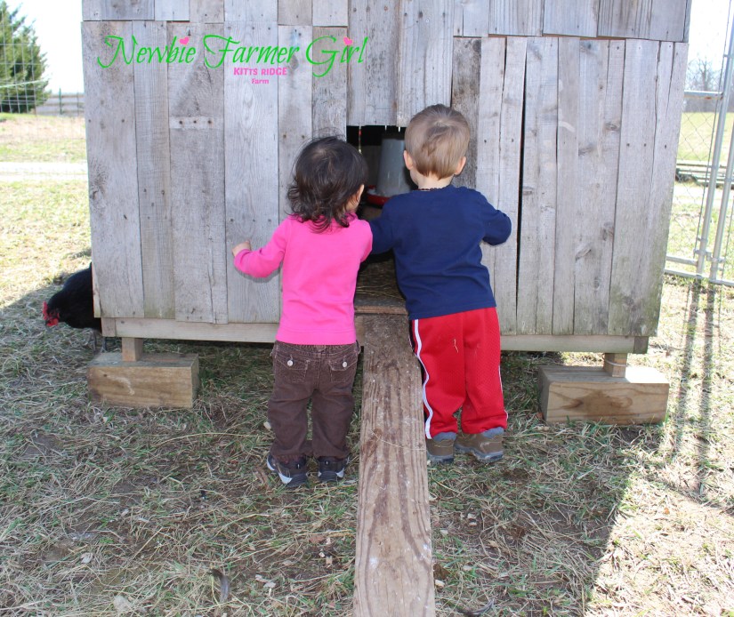 Kye and Kensi looking in coop