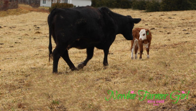 momma and calf reunite