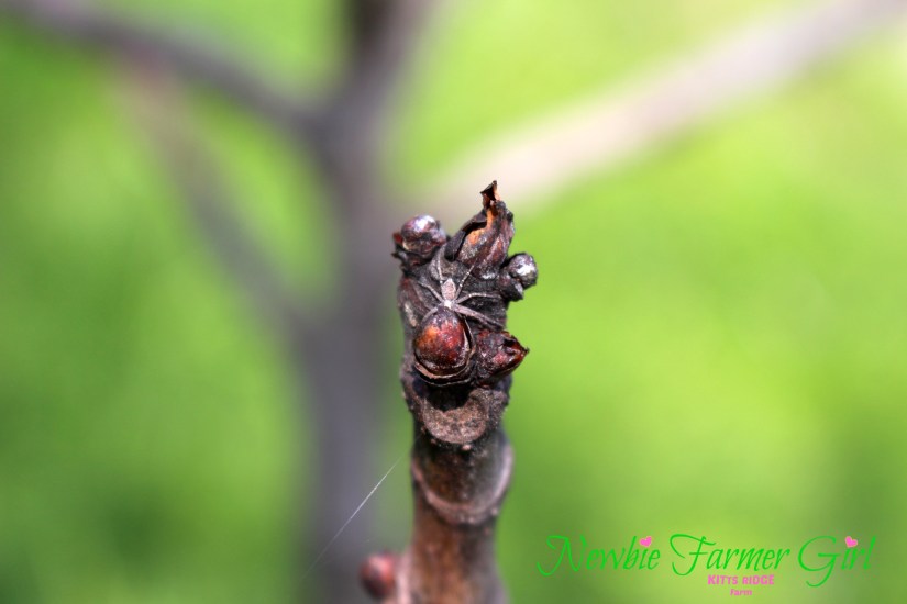 Spider on Fig Tree.jpg