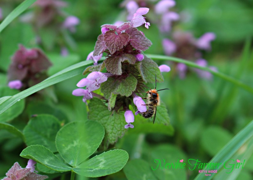Bee with pollen all over .jpg