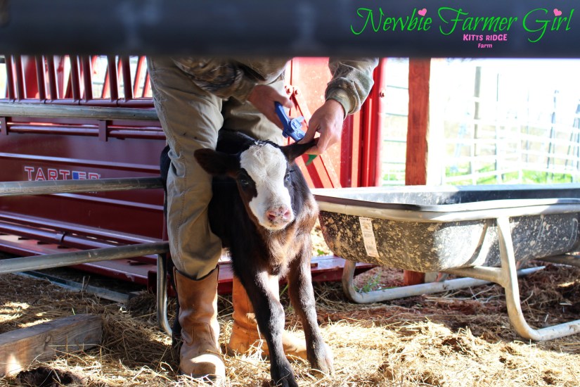 #16 Ear Tagging .jpg