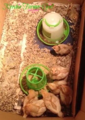 Baby Chicks