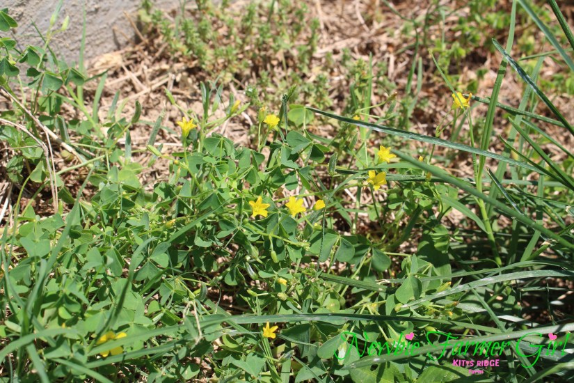 Wood Sorrel Plants 2