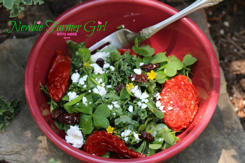 Wood Sorrel Salad on rock 2