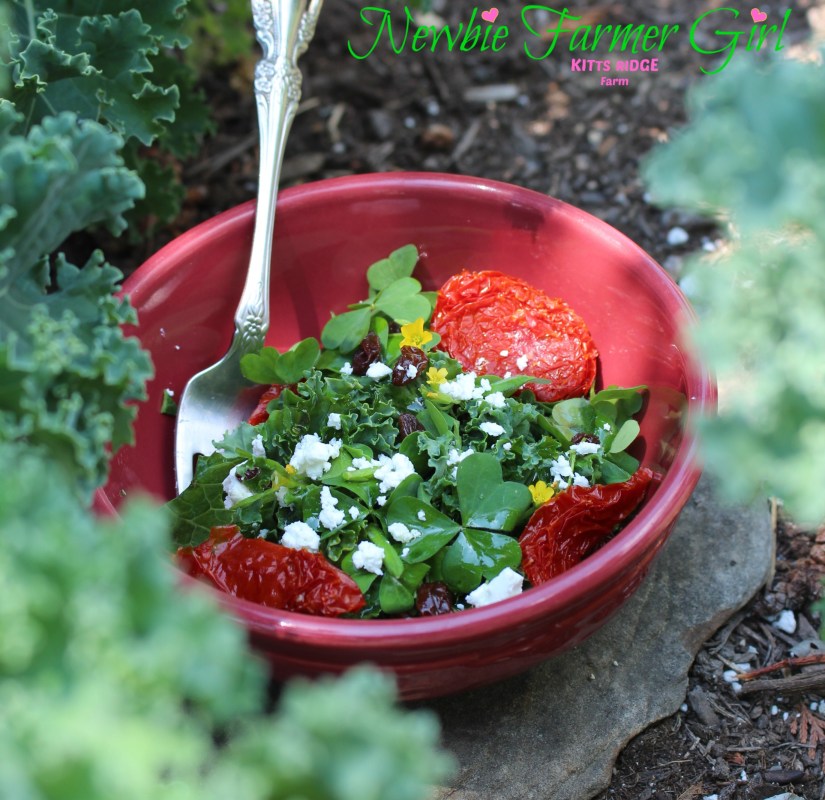 wood Sorrel Salad on rock