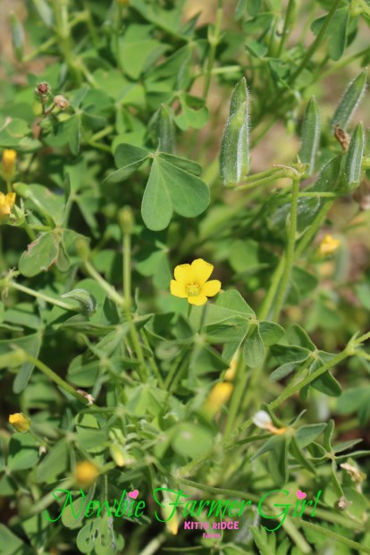 Wood Sorrel yellow flower