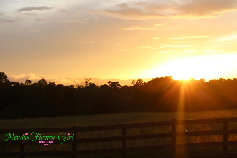Evening Sunset Sky.jpg