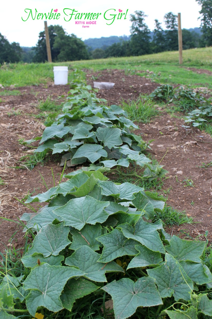 Cucumbers