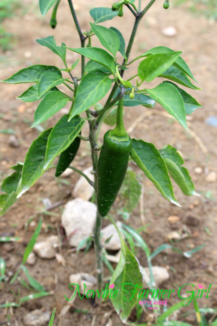 Jalapeno