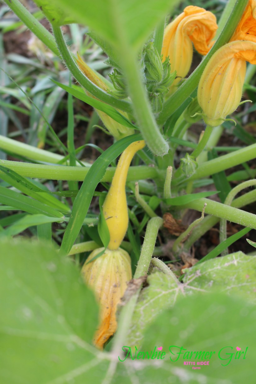 Summer Squash