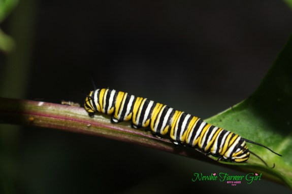 moarch caterpillar