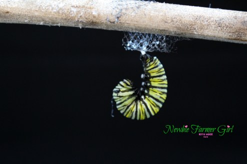 Monarch Cat. in J Form.jpg