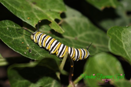 monarch caterpillar #2