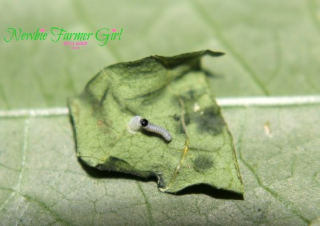 Monarch caterpillar eating on egg