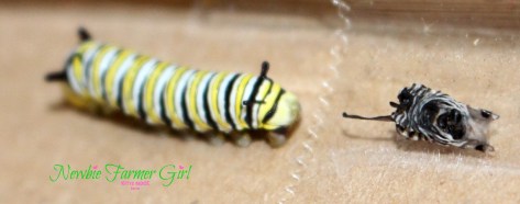 Monarch caterpillar molted