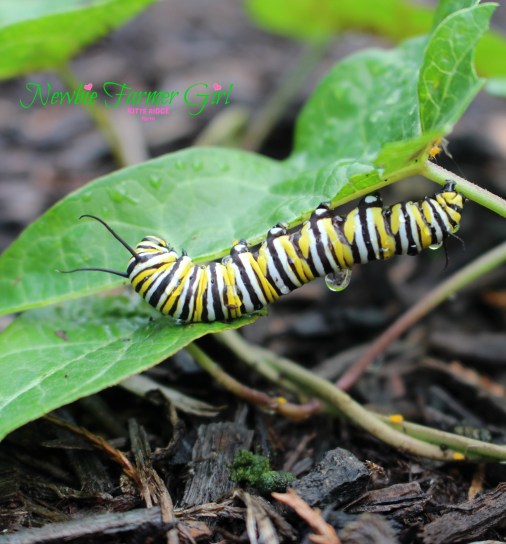 monarch caterpillar with water on back