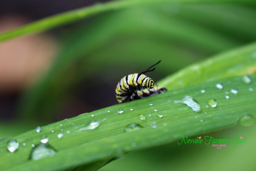 monarch catterpillar - water beads
