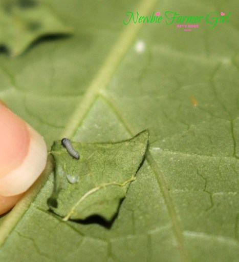 Monarch just hatched