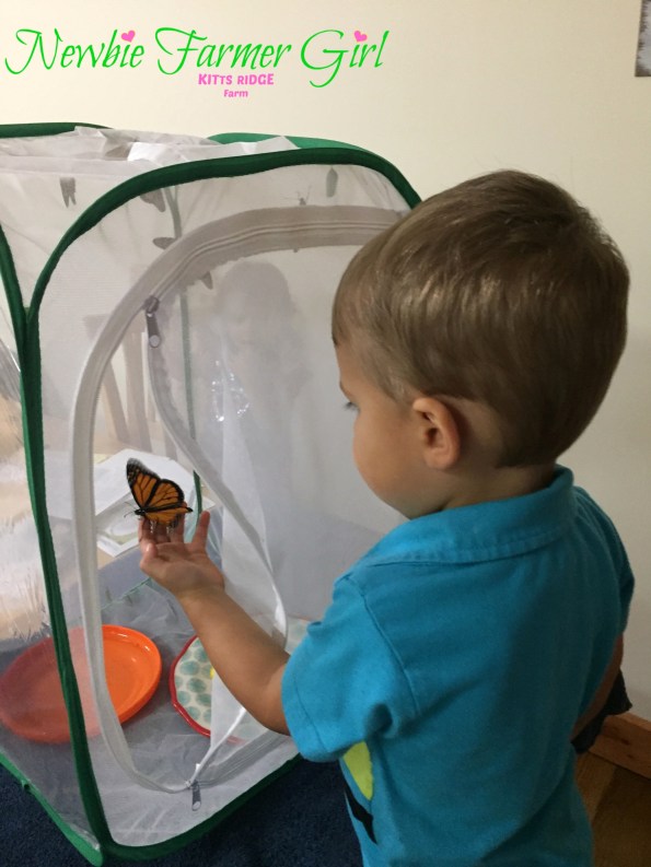 baby boy holding butterfly