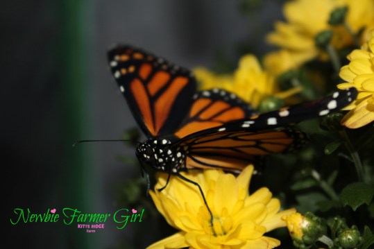 butterfly on yellow flower