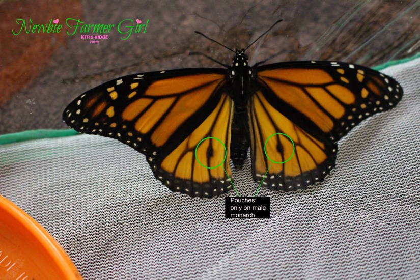 circled pousches on male