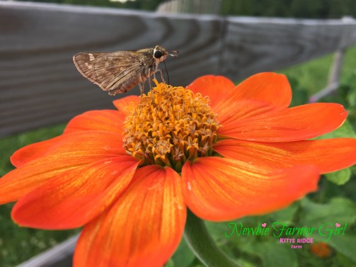 Orange Flower with Butterfly